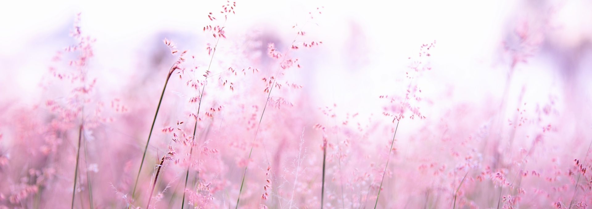 a field of pink flowers with a blurry background at The Swarm