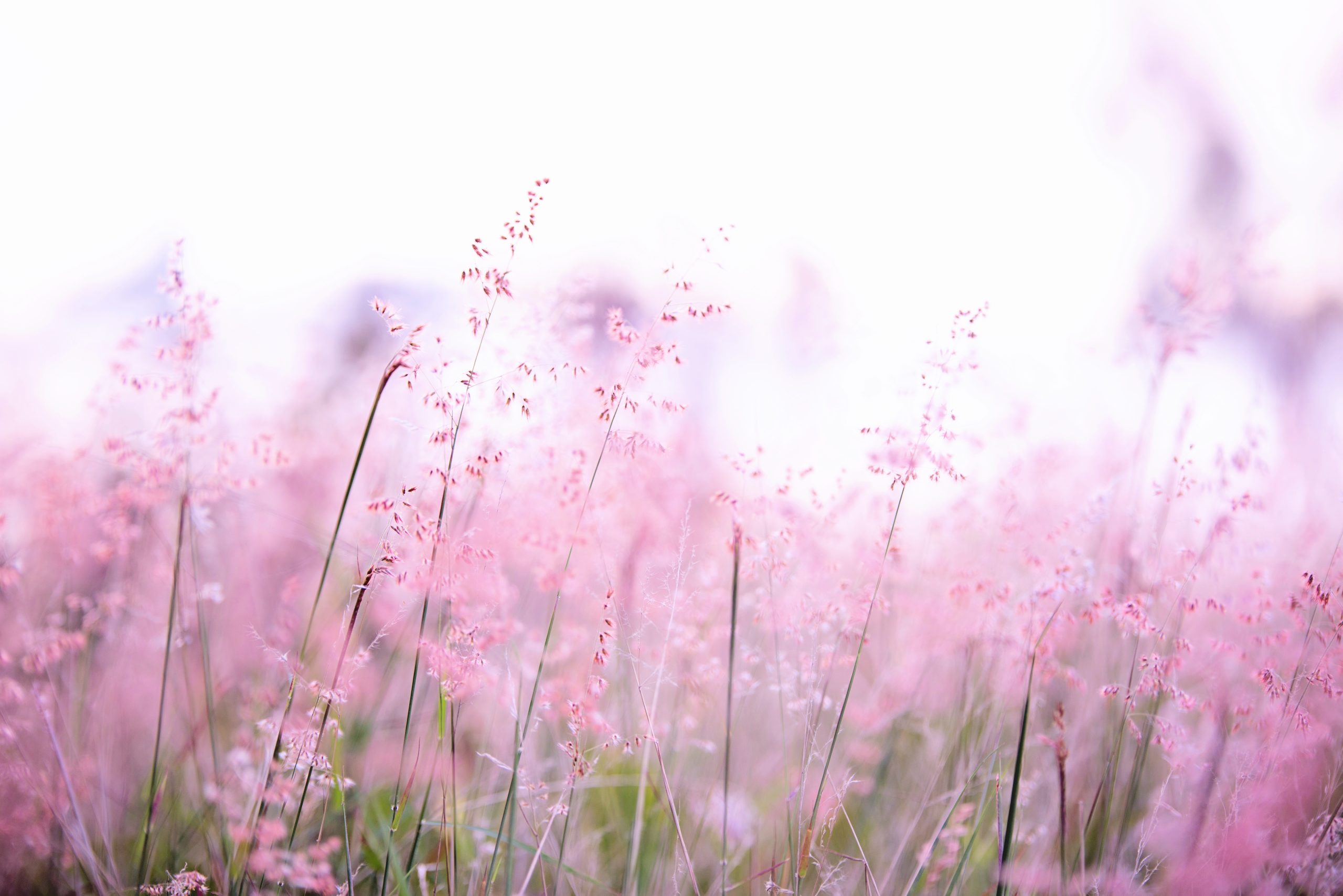 a field of pink flowers with a blurry background at The  Swarm